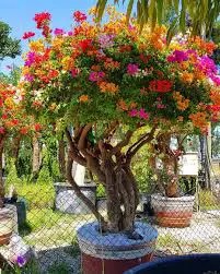 small trees $6062864746217603121