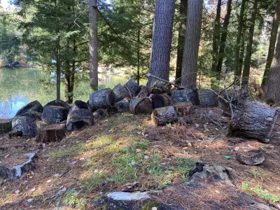 fire wood logs , View more