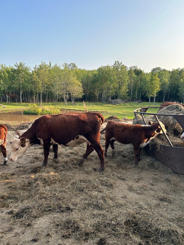 Cow calf pair Livestock Truro Kijiji