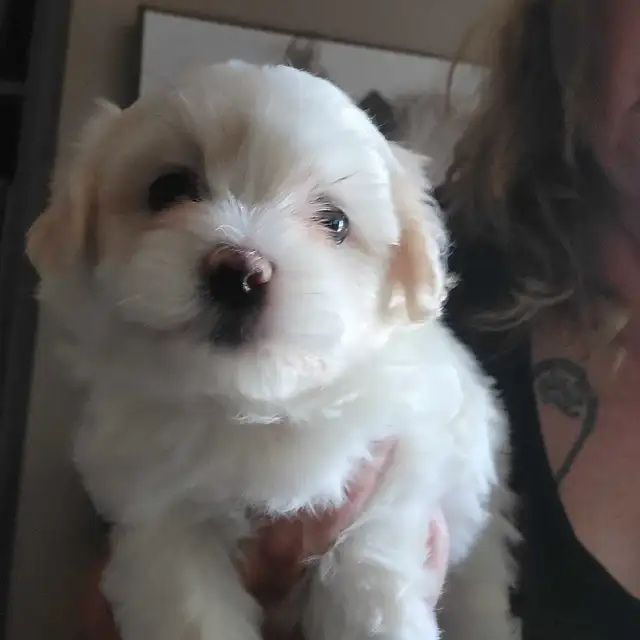 Top Quality Shih Tzu Puppies Available!--NEW PICTURES LAYLA PUPS in Dogs & Puppies for Rehoming in St. Catharines - Image 4