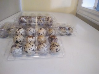 Quail eggs in Livestock in Oakville / Halton Region - Image 3