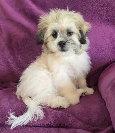 Shih-tzu x Havanese puppies for sale, View more