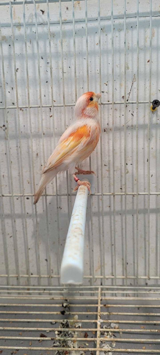 canari mosaïque  dans Oiseaux à adopter  à Laval/Rive Nord - Image 3