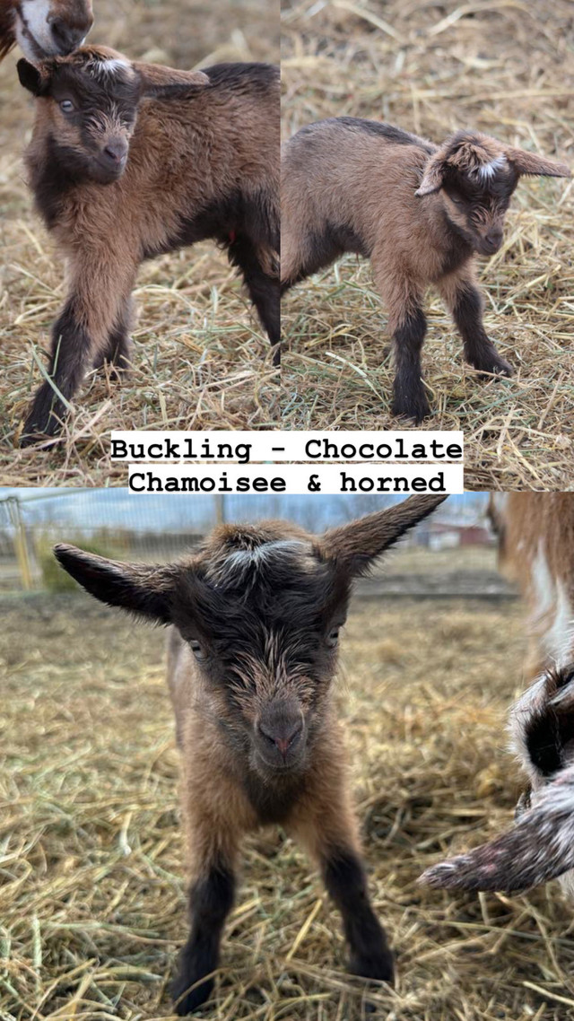 Nigerian Dwarf Kids  in Livestock in Calgary - Image 4