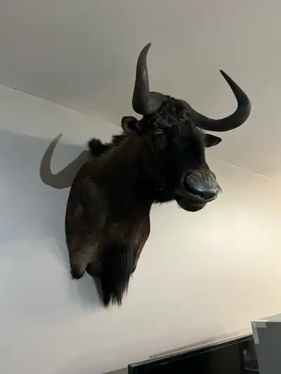 South Africa taxidermy mounts. Black Wildebeest $800, Mountain Reed Buck $500, Springbok $500. All t...