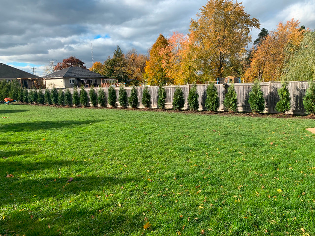 Ontario grown trees in Plants, Fertilizer & Soil in London