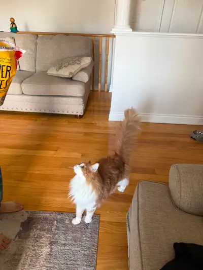 Beautiful Maine Coon Cross - Big Fluffy Orange & White Boy, View more