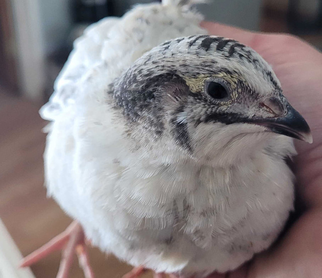Sexed young quail in Birds for Rehoming in Moose Jaw - Image 3