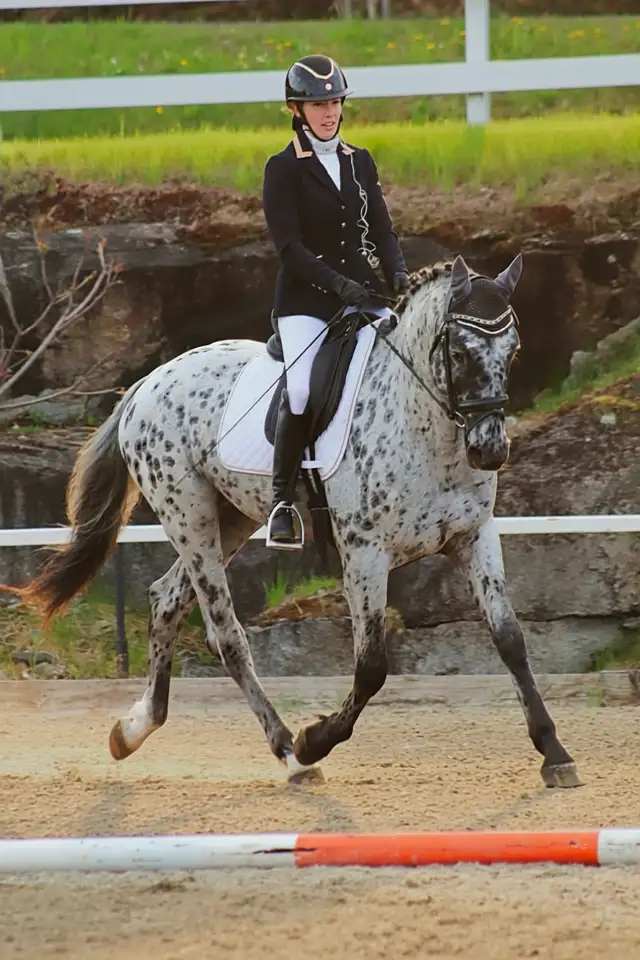 Appaloosa à vendre au sevrage in Horses & Ponies for Rehoming in Saint-Jean-sur-Richelieu - Image 5