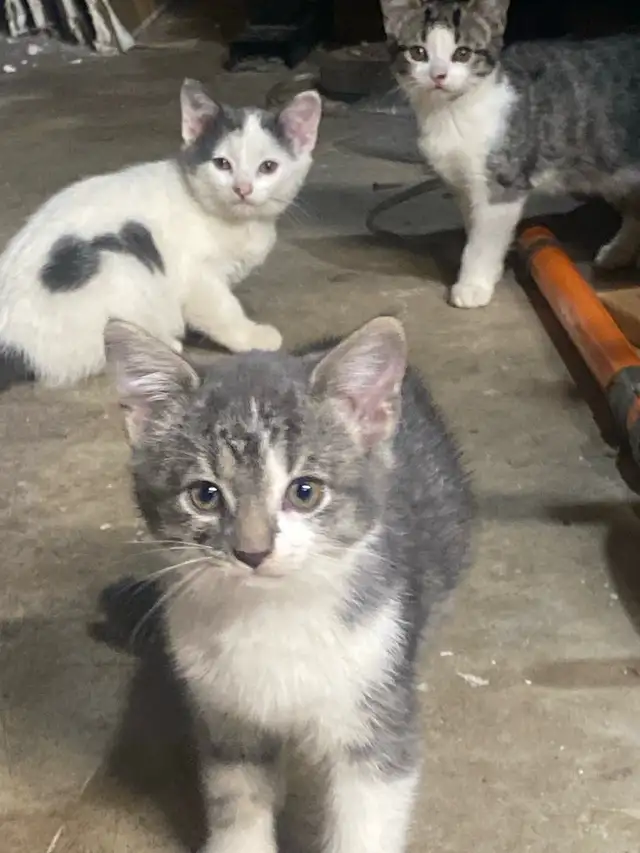 looking for furreverhomes595070618362849281