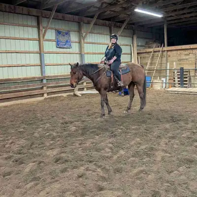17HH Thoroughbred For Sale , View more