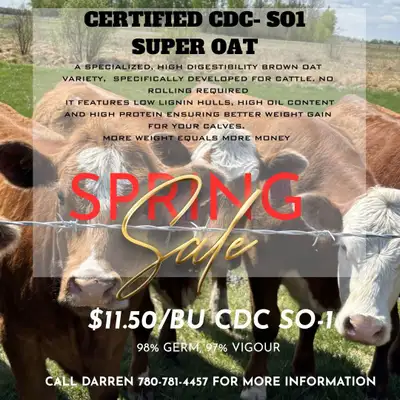 Brown seed oats for sale by certified seed grower. CDC-SO1, super oats, is a great forage oats for s...