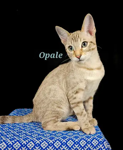 *BAISSE DE PRIX!/REDUCED PRICE!* Chatons Bengal-Siamois à réserver! Détails ci-dessous (les prix des...
