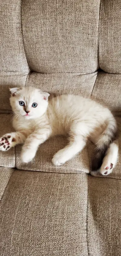 Scottish fold mix kittens, View more