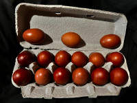 Black and blue French copper maran eggs