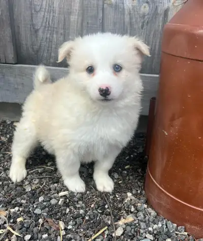 Adorable Pomsky puppies available and ready to go! we have 2 males and one female available. They ha...