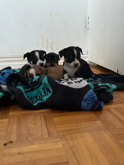 chihuahua , View more