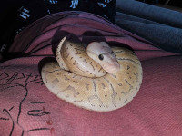 Male ball python