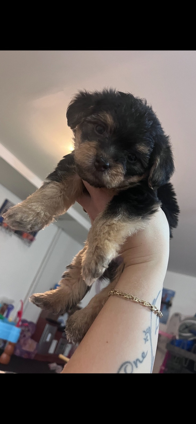 Morkie puppies ! in Dogs & Puppies for Rehoming in Gatineau