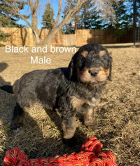 Bernedoodle Puppies!! Ready to go April 26. Reserve now!!!