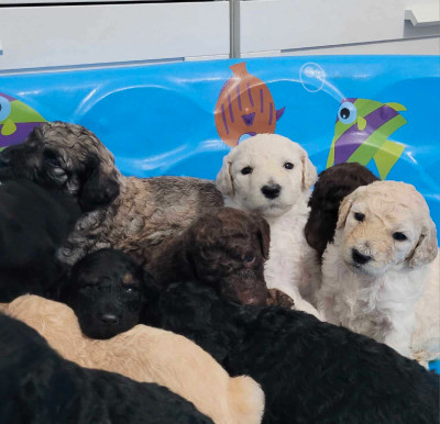 Standard Poodle puppies 