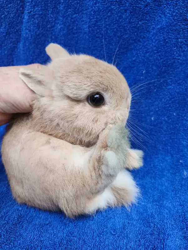 EXTRAODINAIRES bébé lapin nain néerlandais * Netherland dwarf bu in Small Animals for Rehoming in City of Montréal - Image 7