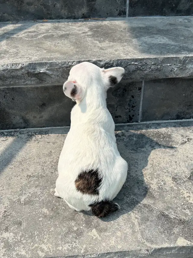 French Bulldog Female in Dogs & Puppies for Rehoming in Oakville / Halton Region - Image 6