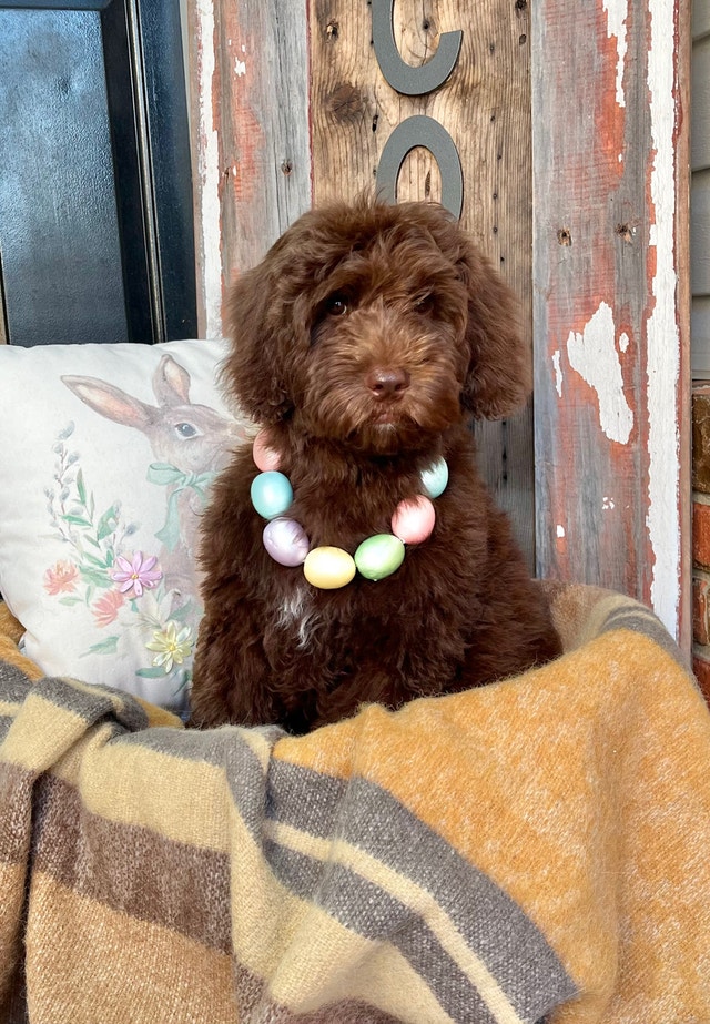 MultiGenerational Australian Labradoodles Dogs & Puppies for