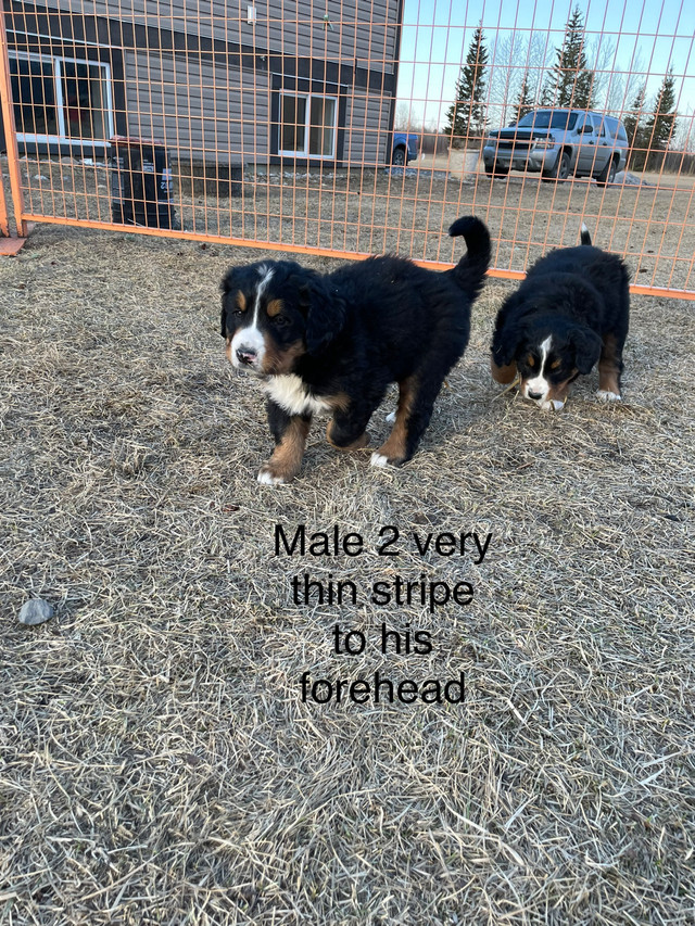 Only 1 remaining!  Beautiful tri color Bernese puppies in Dogs & Puppies for Rehoming in Dawson Creek - Image 3