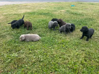Pure bred  lab puppies, View more