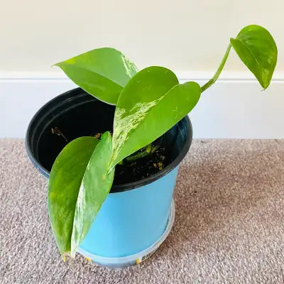 Marble Pothos Plant, View more