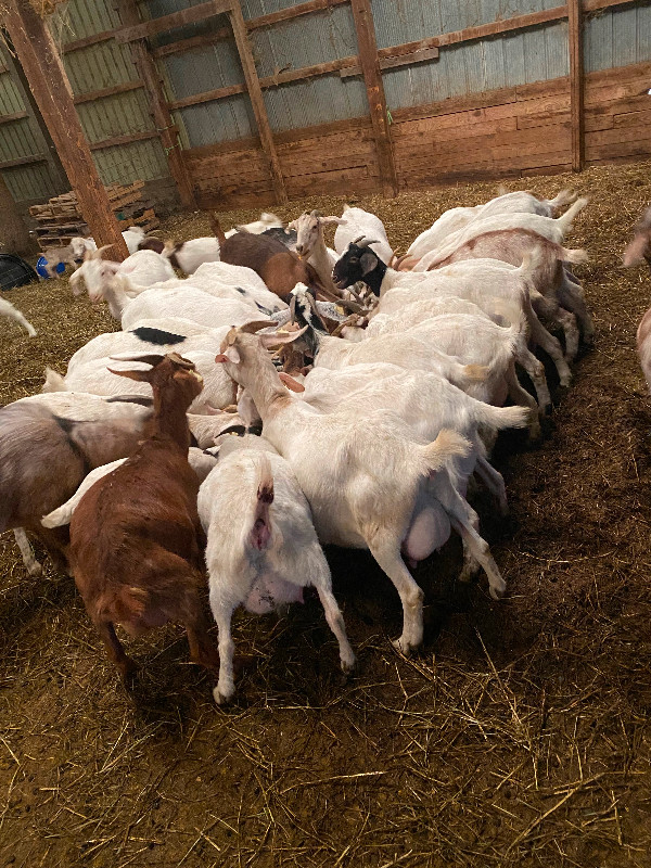 Meat goat herd in Livestock in Sarnia - Image 4