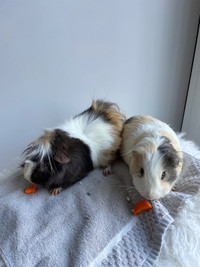 FREE, two beautiful GUINEA PIGs with big cage and all accessorie