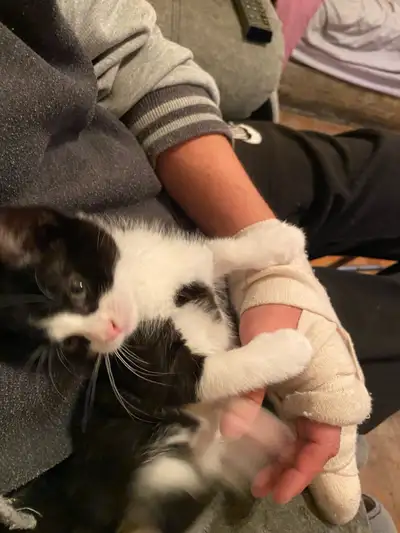 2 Kittens for rehoming. Both near identical. Very playful, comfortable around people. Born March 25t...