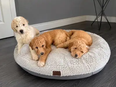 Wow!! Look at us!! ❤️❤️❤️❤️❤️❤️❤️❤️❤️ Located in Belleville We have 4 mini Goldendoodle babies ready...