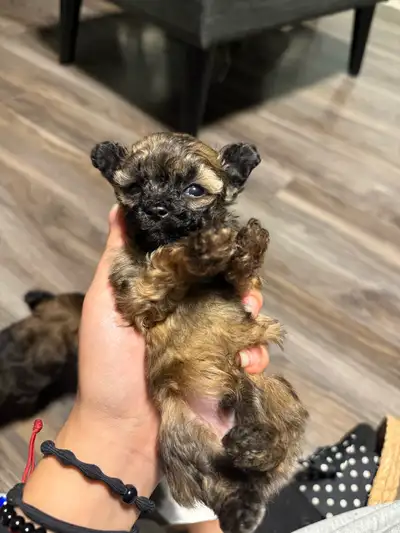 Toy shihpoo puppies, View more