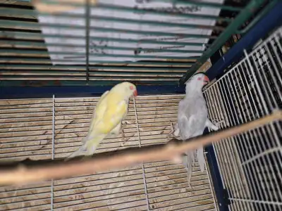 sale sale sale indian ringnecks, View more