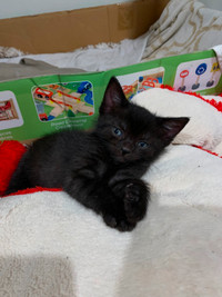Black kittens for sale