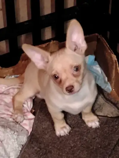 male Chihuahua puppy, View more