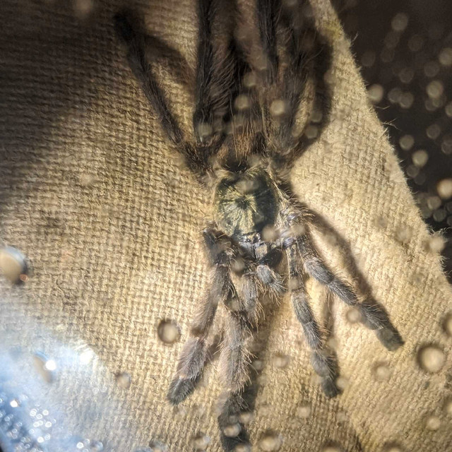 Arboreal tarantula  in Other Pets for Rehoming in Edmonton