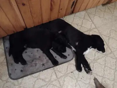 Chiots Labernois croisés Golden Labrador, View more