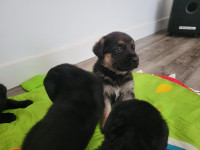 Puppies for sale - only 4 left