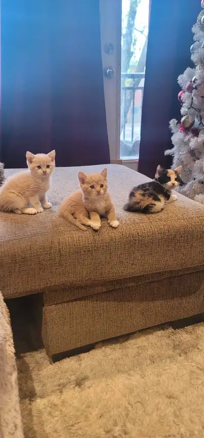 Mignons petits chatons, sont très affectueux, joueurs. Ils ne sont pas vermifuges ni vaccinés par co...