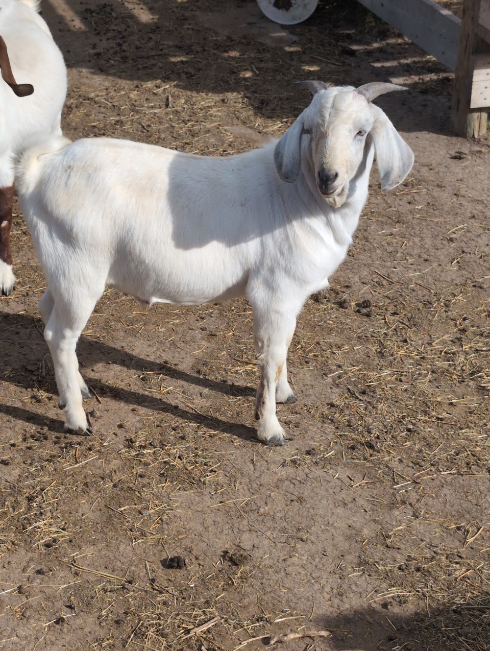BOER/SAVANNAH/SPANISH GOAT BUCKLING CROSSES | Livestock | Lethbridge ...