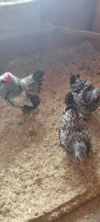 3 Silver Laced Wyandottes for sale