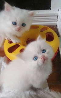 Petites chattes himalayenne pures