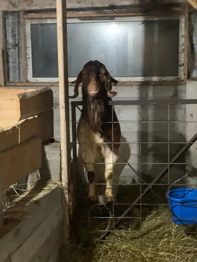 Purebred Boer Buck in Livestock in Hamilton - Image 3