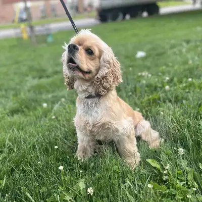 a 10 month old American Cocker Spaniel looking for an adoption. Great temperament, get along with ev...