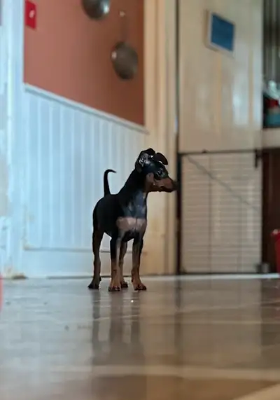 Miniature Pinscher Puppies, View more