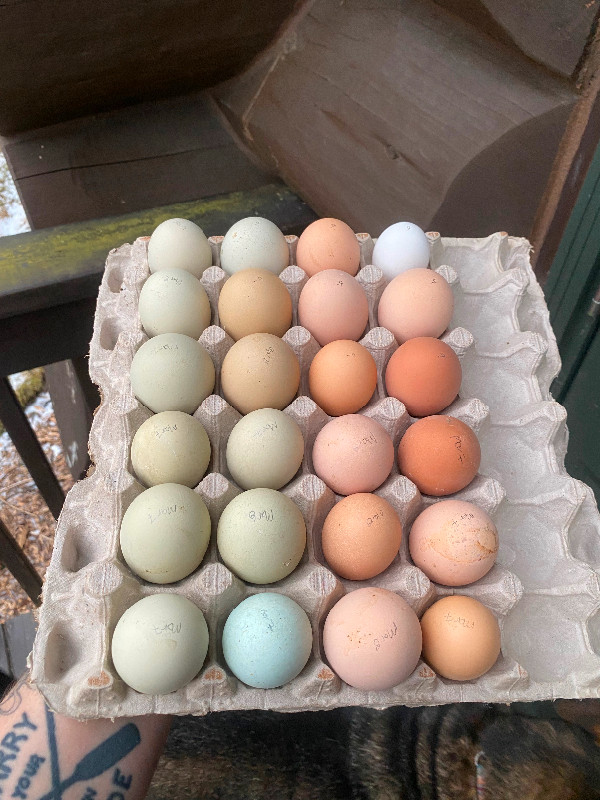 Colourful hatching eggs in Livestock in City of Halifax - Image 4